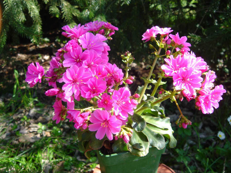 Lewisia cotyledon