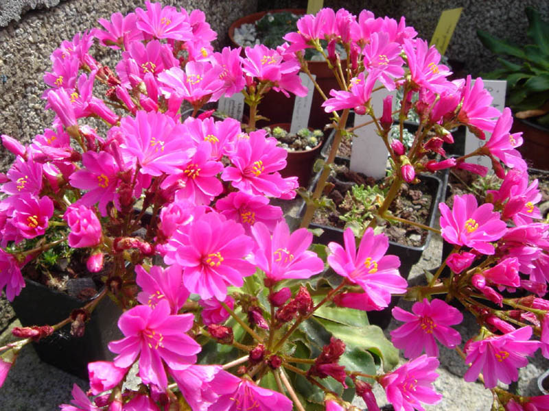Lewisia cotyledon