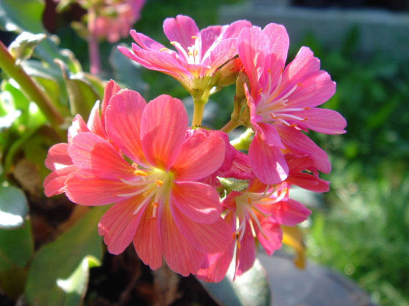 Lewisia cotyledon