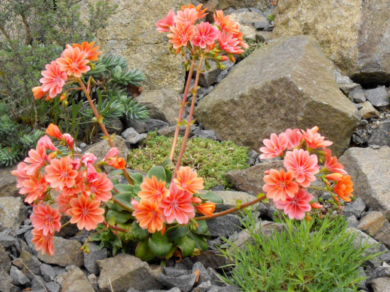 Lewisia cotyledon