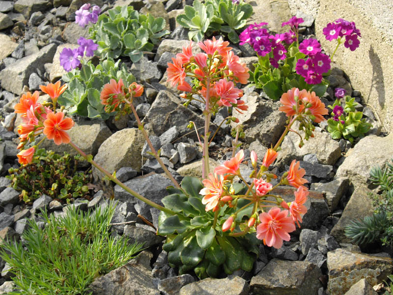 Lewisia cotyledon