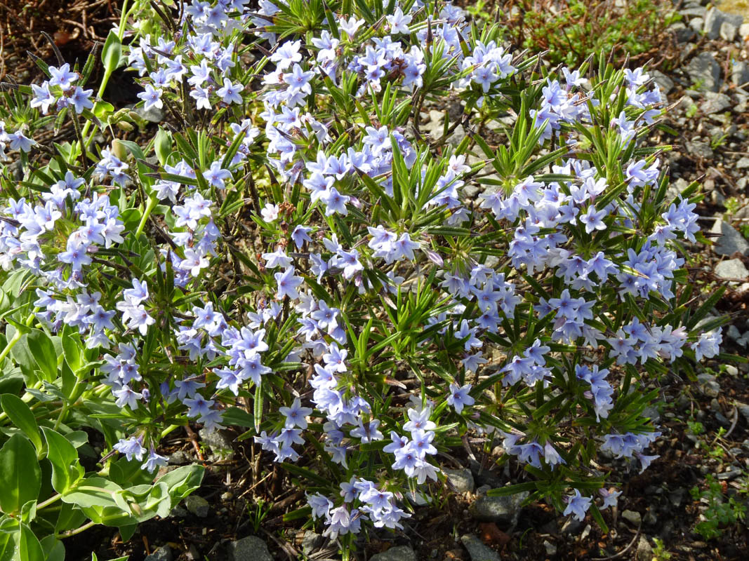 Lithodora zahnii 7
