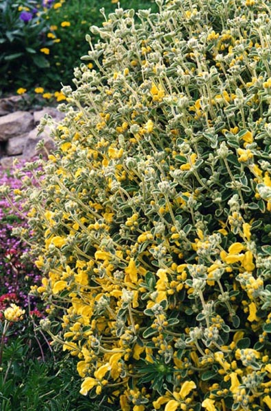 Phlomis lanata