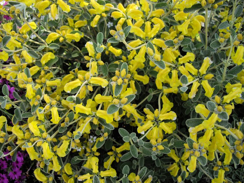 Phlomis lanata
