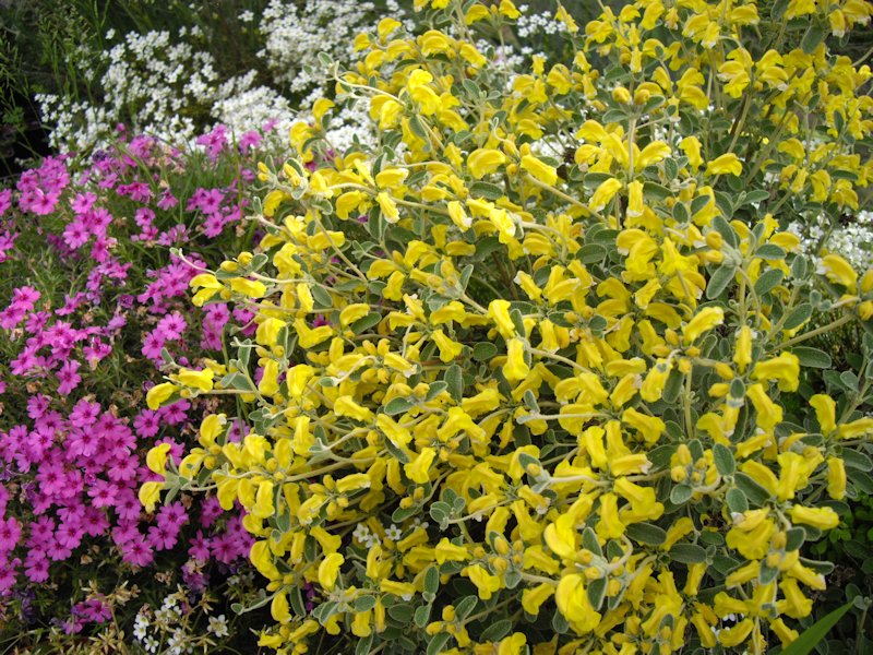 Phlomis lanata