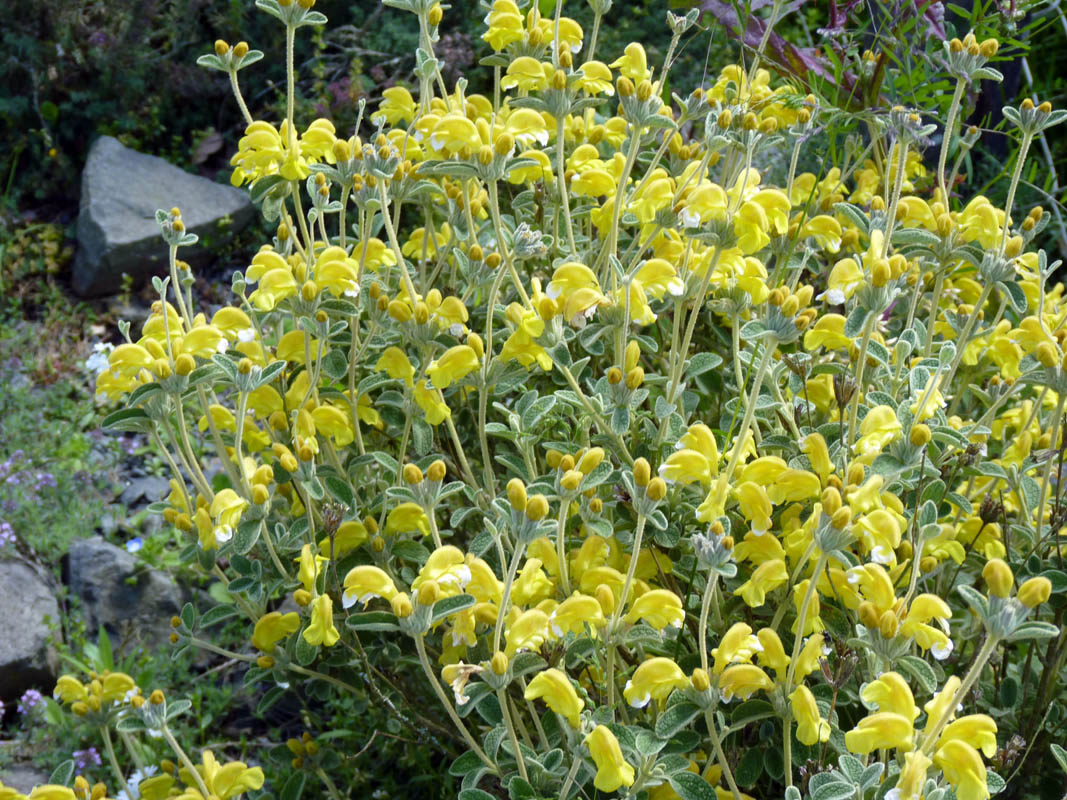 Phlomis lanata