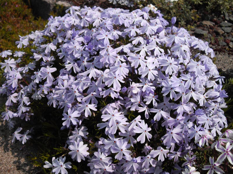 Phlox subulata 'Emerald Cushion Blue'