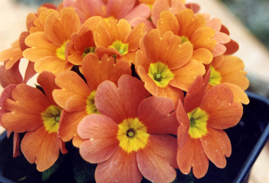 Primula x Juliae