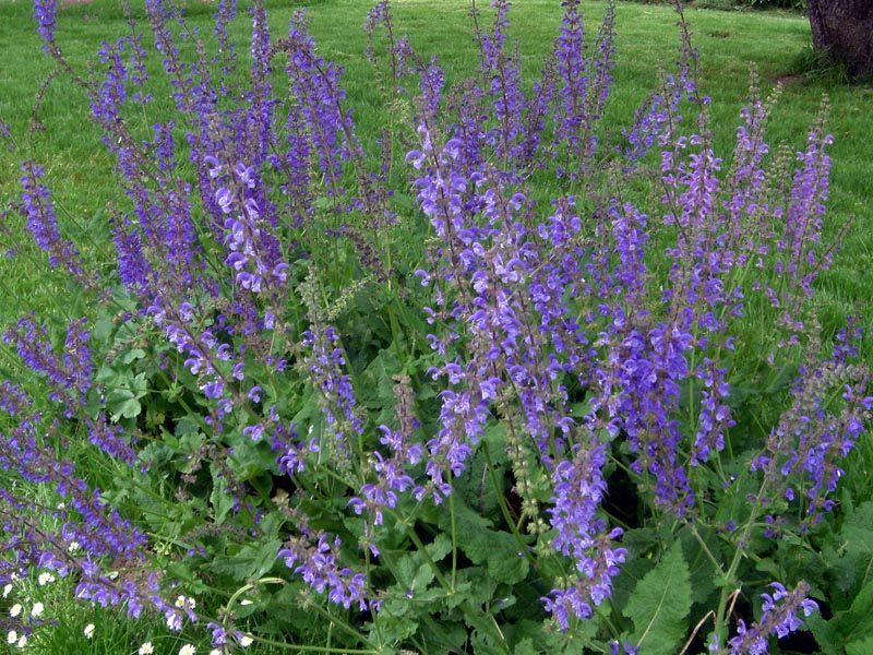 Salvia pratensis