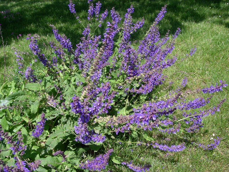 Salvia pratensis