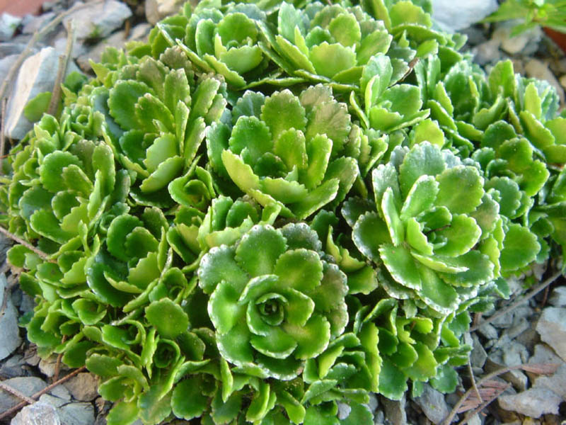 Saxifraga 'Winifred Bevington'