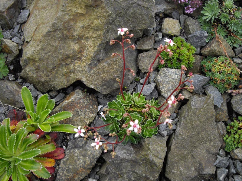 Saxifraga 'Winifred Bevington'