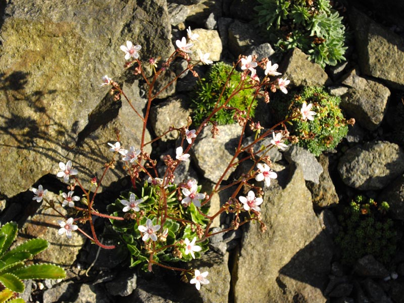 Saxifraga 'Winifred Bevington'