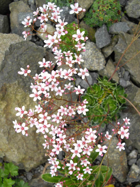 Saxifraga 'Winifred Bevington'