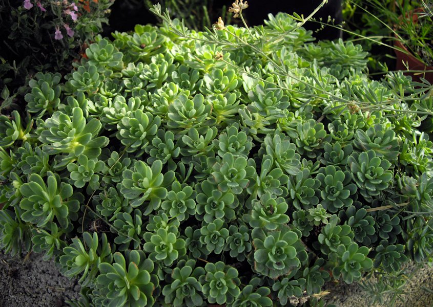 Sedum pachyclados 4