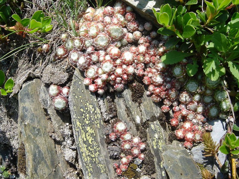 Sempervivum arachnoideum