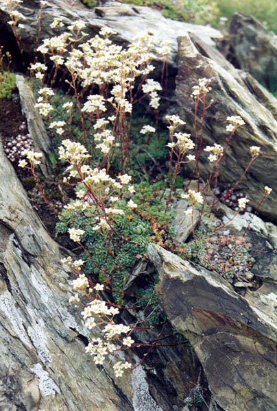 Saxifraga paniculata (pyrénées)