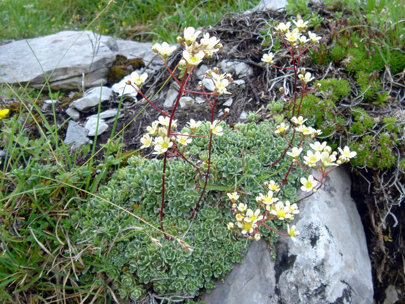 Saxifraga paniculata (pyrénées)
