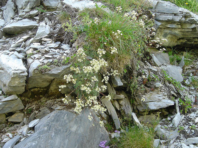 Saxifraga paniculata (pyrénées)