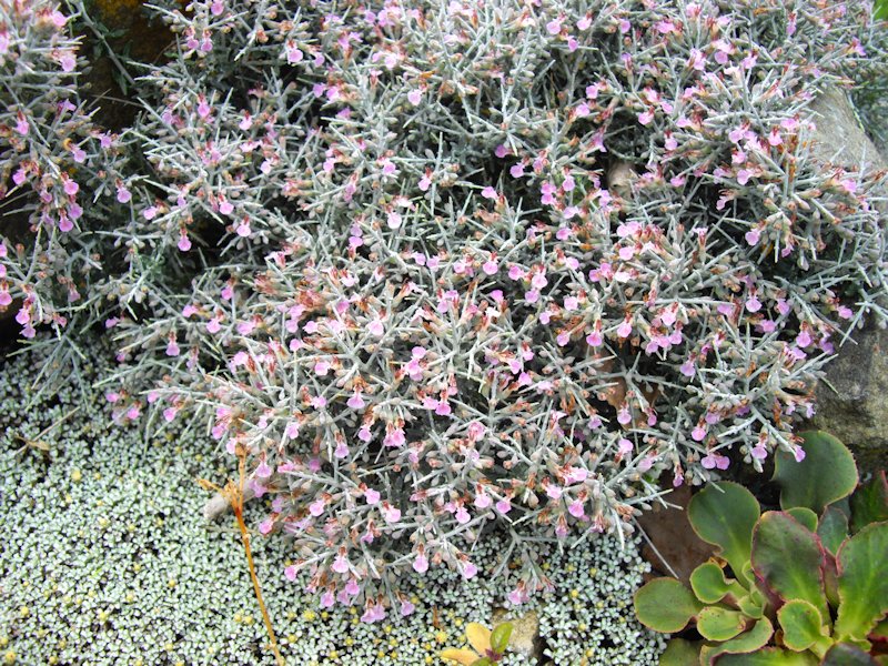 Teucrium subspinosum