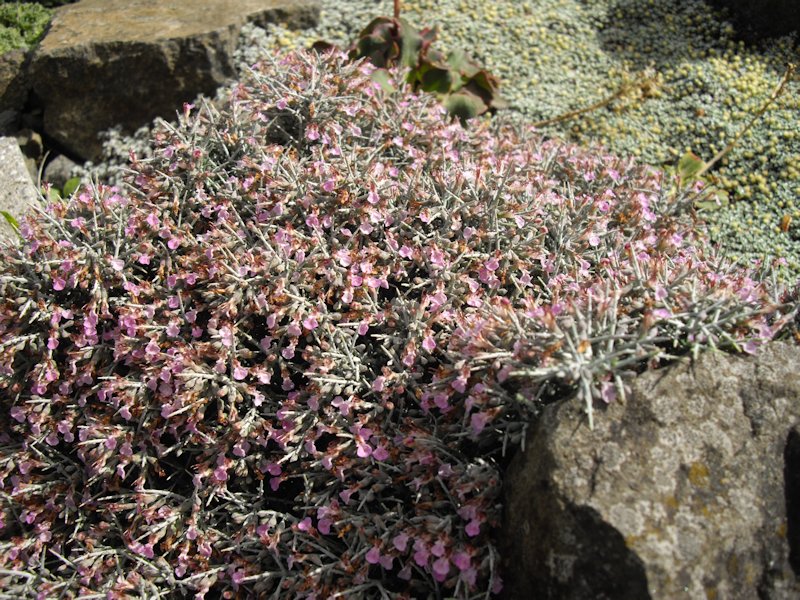 Teucrium subspinosum