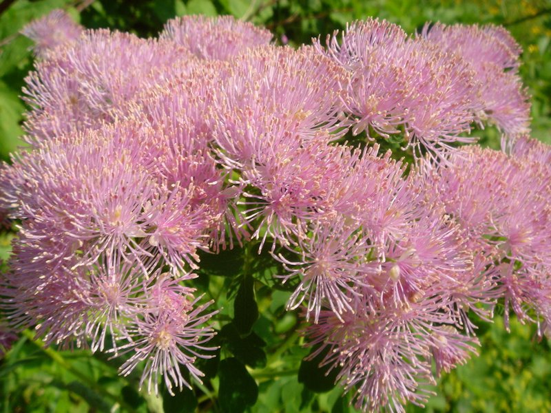 Thalictrum aquilegiifolium