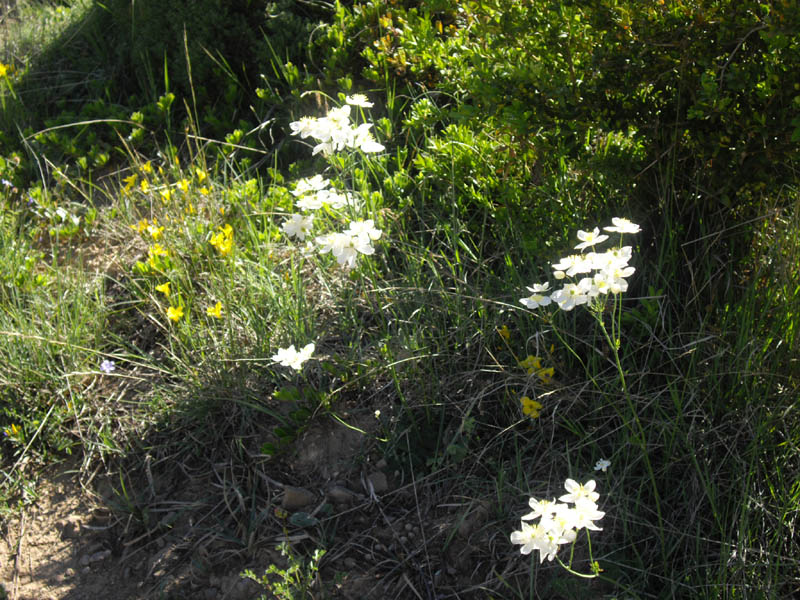 Thalictrum tuberosum