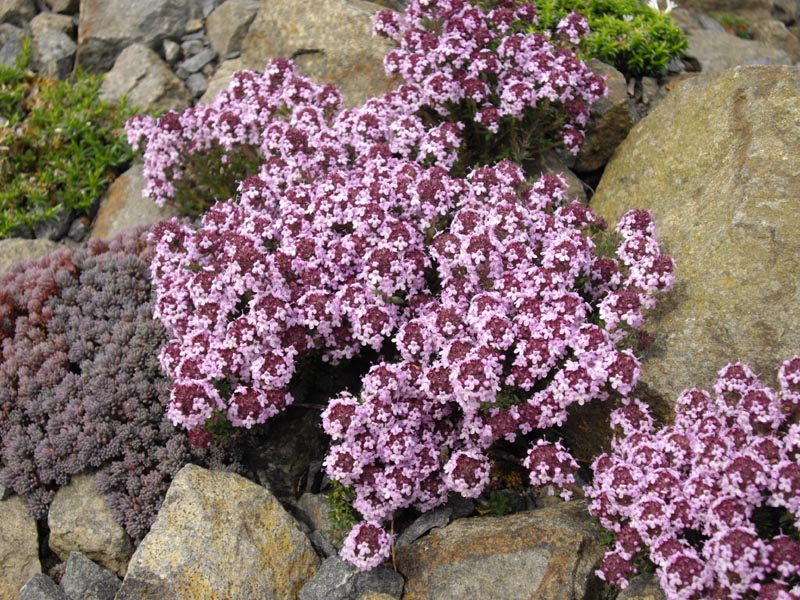 Thymus leucotrichus