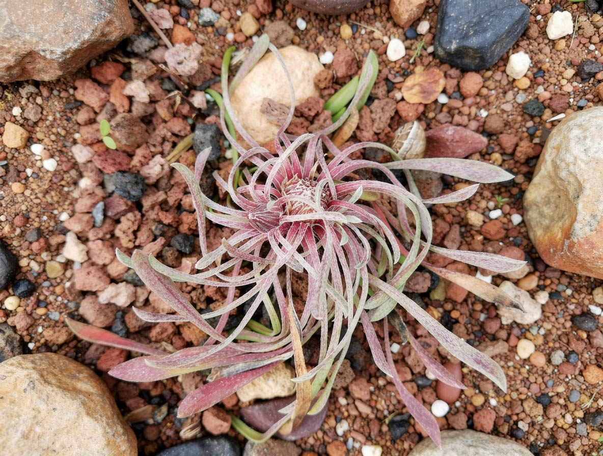 Townsendia hoockeri en fleurs dans une prairie sèche des Rocheuses