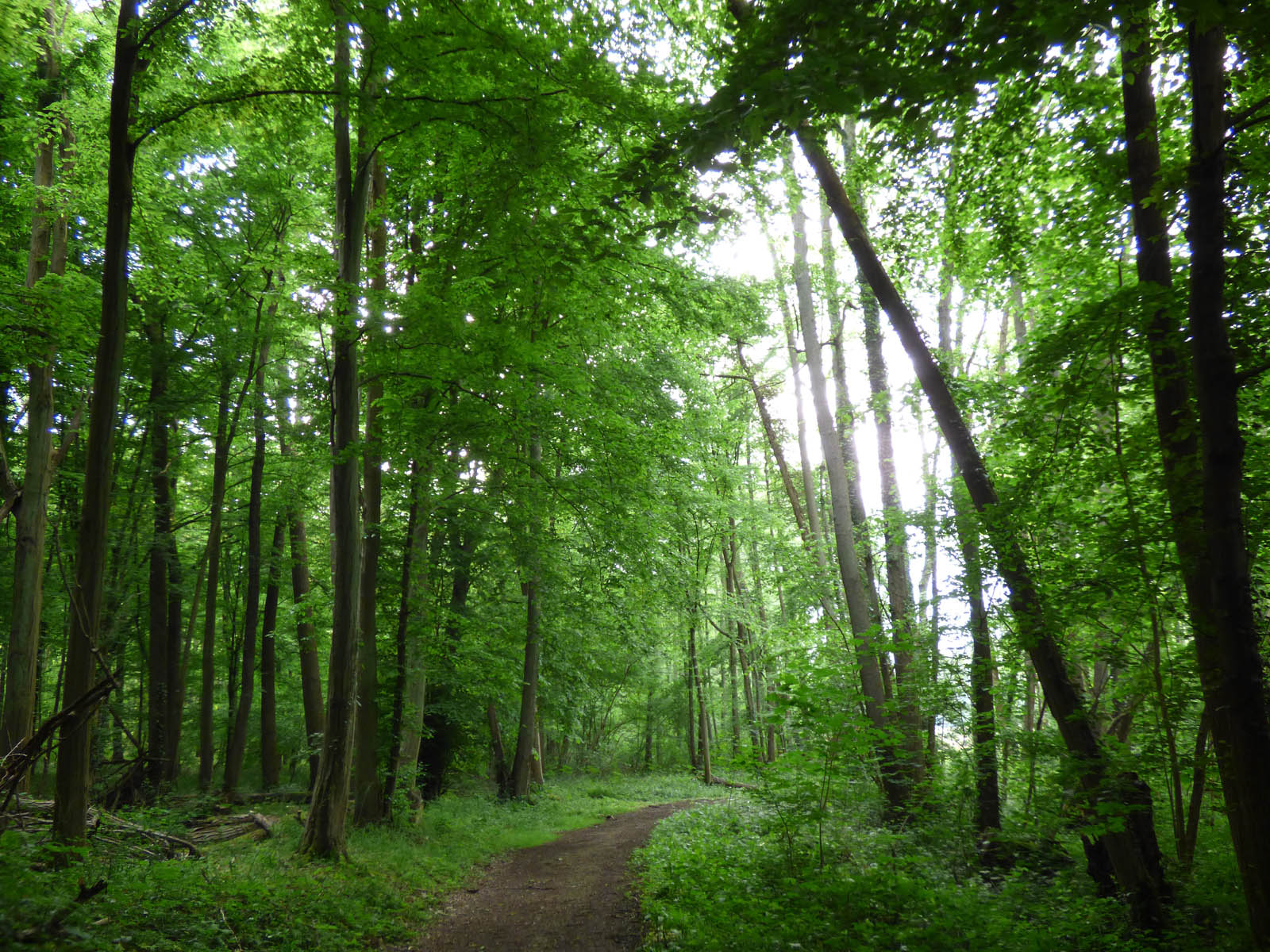 Chemin vert