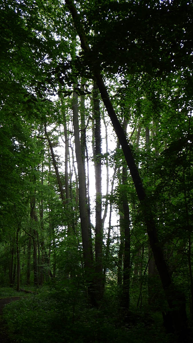 Chemin vert