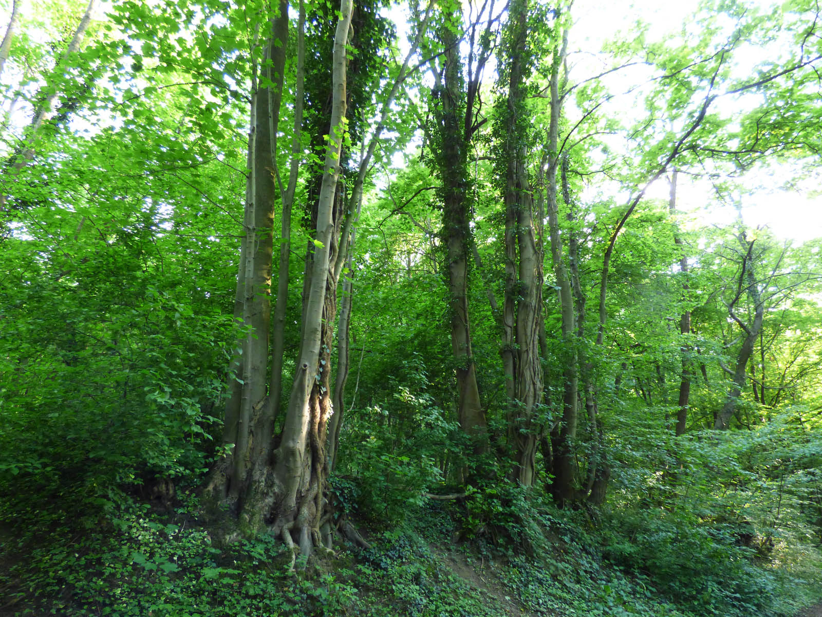 Chemin vert
