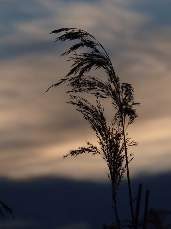 Coucher de roseaux
