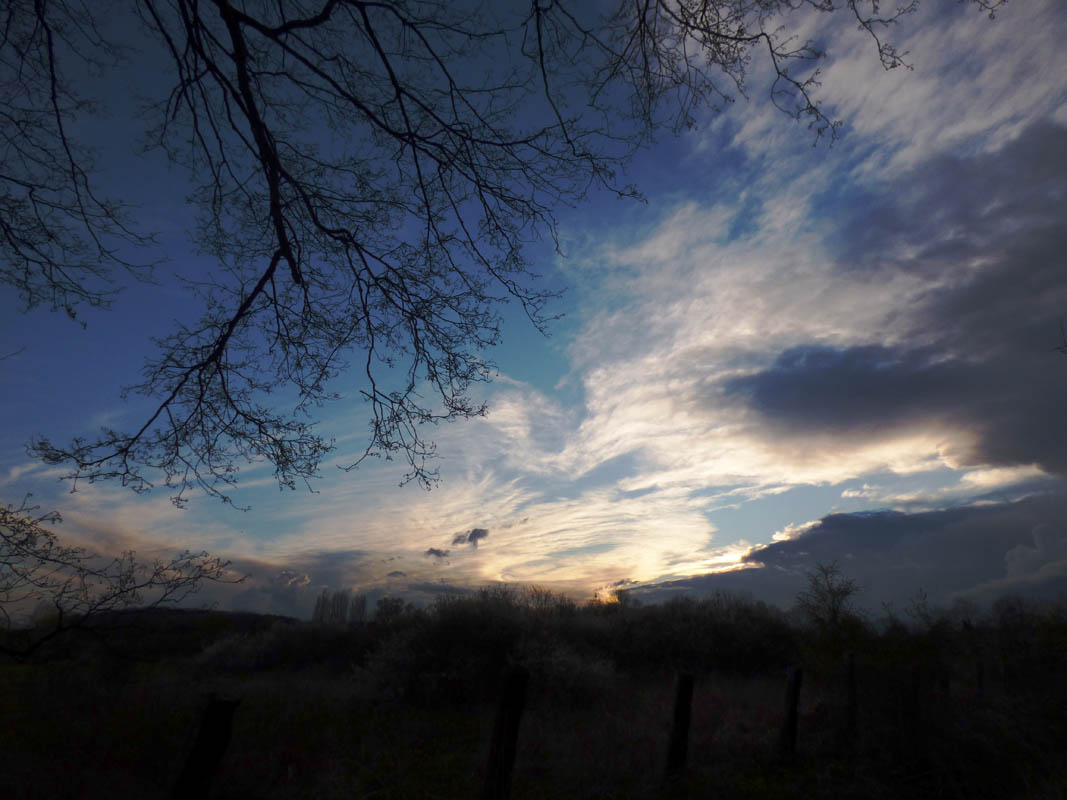 Coucher de roseaux