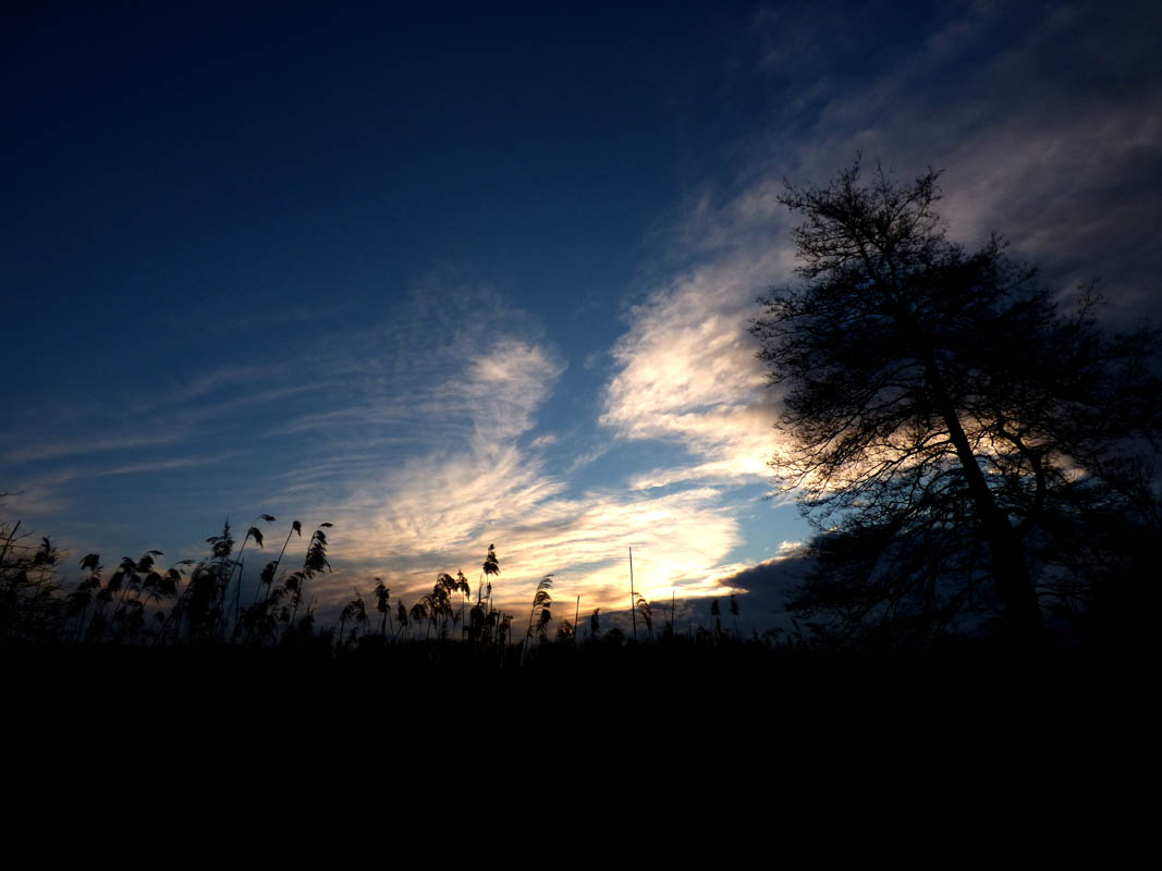 Coucher de roseaux