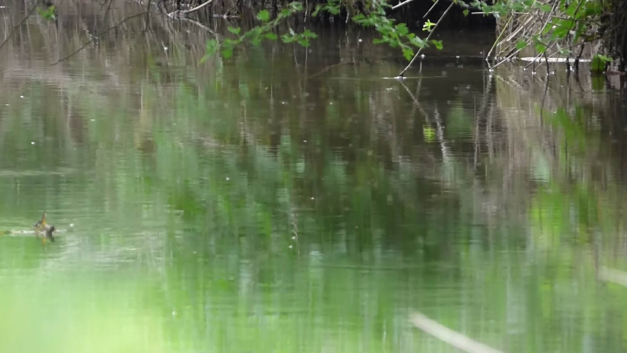 Etang vert