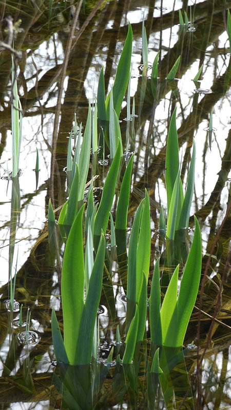 Iris naissants