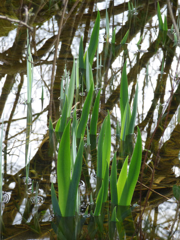 Iris naissants