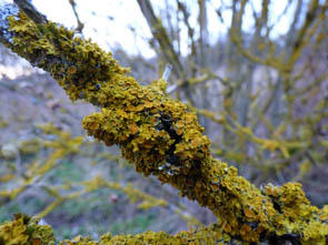 Le monde des Lichens