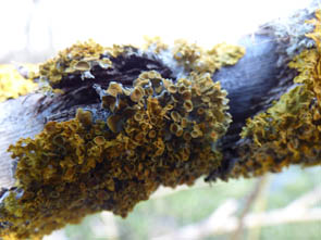 Le monde des Lichens