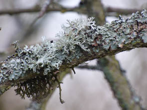 Le monde des Lichens