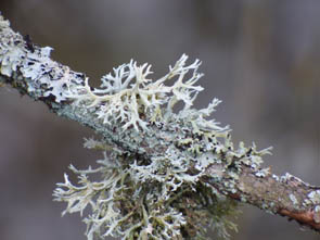 Le monde des Lichens