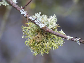 Le monde des Lichens
