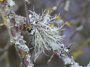 Le monde des Lichens