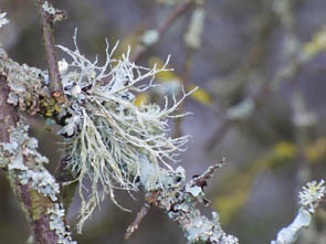 Le monde des Lichens