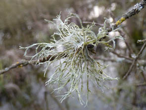 Le monde des Lichens
