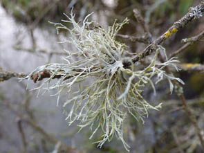 Le monde des Lichens