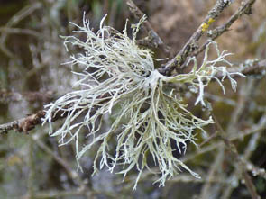 Le monde des Lichens