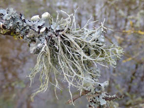 Le monde des Lichens