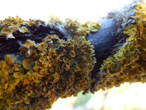 Le monde des Lichens